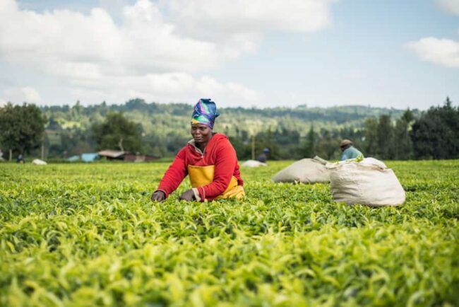 Seeds and Plant Varieties Act: The Seed of Discontent Among Farmers