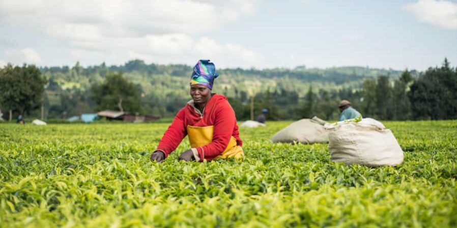 Seeds and Plant Varieties Act: The Seed of Discontent Among Farmers